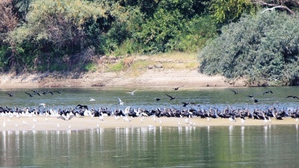 Duna-Drava National Park and Donau-Auen National Park presented the Network of Protected Areas – DANUBEPARKS at the Festival of Hungarian cattle dogs