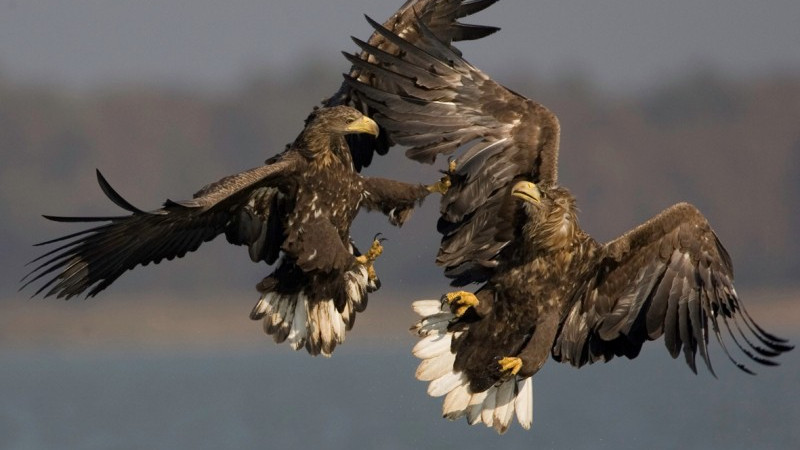 White-tailed Eagle Transnational conservation strategy First activities started!