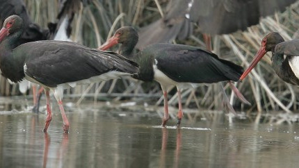 NATURA 2000 Experience Exchange: Danube Delta Team visits Bulgarian Protected Areas