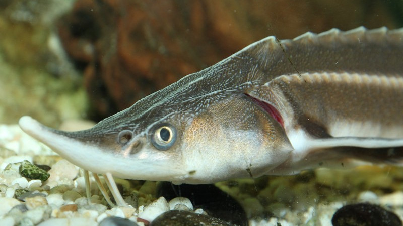 International Sturgeon Conference in Danube Delta Biosphere Reserve Romania