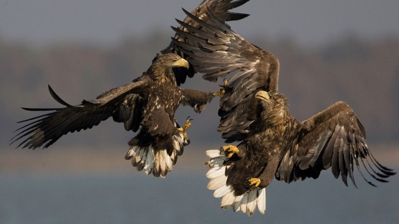 White-tailed Eagle Conference in October 2011 in Duna-Dráva National Park