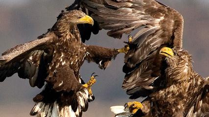 750 White-tailed Eagles counted!