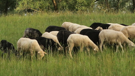 Cross-border grazing action in Donau-Auen National Park