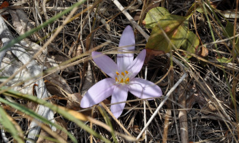 Djerdap National Park - Autumn crocus