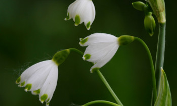 Zsolt Kalotás / Duna-Ipoly National Park - Leucojum aestivum