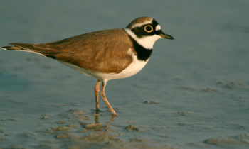 Zsolt Kalotás / Duna-Ipoly National Park - Little-ringed Plover