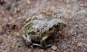 Jaromír Šíbl / BROZ - Common spadefoot