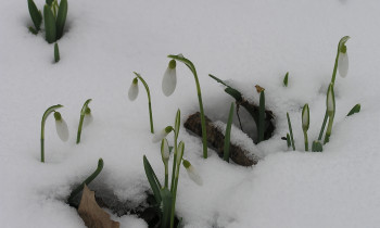 Jaromír Šíbl / BROZ - Common snowdrop