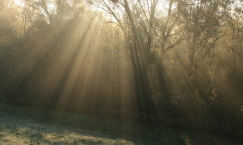 Hrvoje Domazetović - Sunrays in Kopački rit