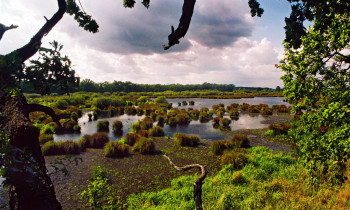 Jaroslav Pap / Vojvodinašume - Štrbac area