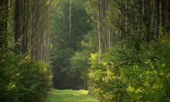 Jaroslav Pap / Vojvodinašume - Forest in Karapandza