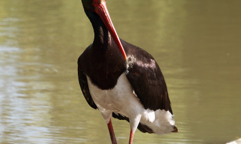 Jaroslav Pap / Vojvodinašume - Black Stork