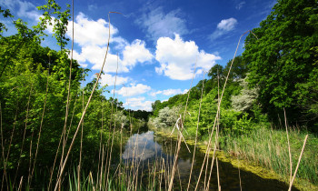 Jaroslav Pap / Vojvodinašume - Summer in Bajski channel