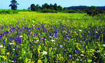 Lonjsko Polje Nature Park - Meadow in Spring