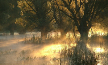 Attila Mórocz / Duna-Dráva National Park - Flooded forest in Gemenc area