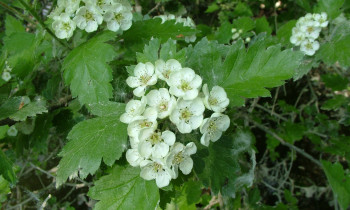 Attila Mórocz / Duna-Dráva National Park - Black hawthorn