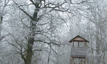 Attila Mórocz / Duna-Dráva National Park - Forest in Gemenc in winter