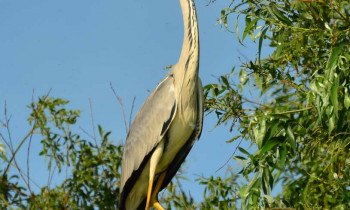 Christian Mititelu / Danube Delta Biosphere Reserve Authority - Grey Heron