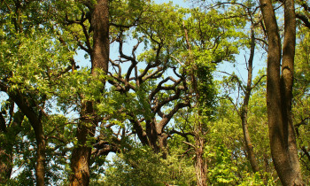 Christian Mititelu / Danube Delta Biosphere Reserve Authority - Letea Forest in the Danube Delta