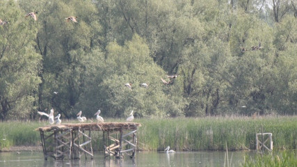 Wetland restoration and birdwatching