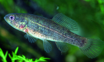 Grotensohn / Donau-Auen National Park - European mud minnow