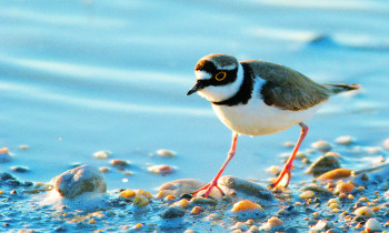 Roland / Donau-Auen National Park) - Little-ringed Plover