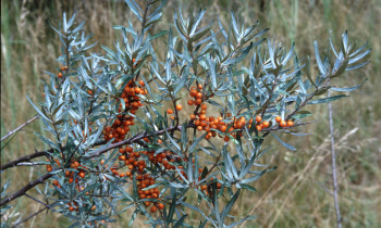 Rust / Donau-Auen National Park - Sea buckthorn