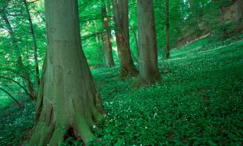 Kovacs / Donau-Auen National Park - Hill-side forest