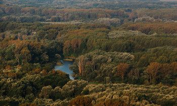 Kern / Donau-Auen National Park - Floodplain forest