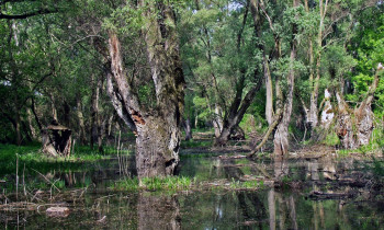 Fertö-Hanság National Park Directorate - Floodplain forest