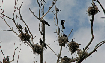 Fertö-Hanság National Park Directorate - Cormorants colony