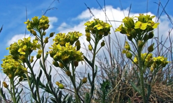 Gyula Horváth / www.szigetköz.eu - Alpine alyssum