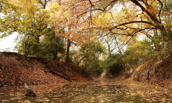 Hrvoje Domazetovič / Kopački rit Nature Park - Small channel in the forest