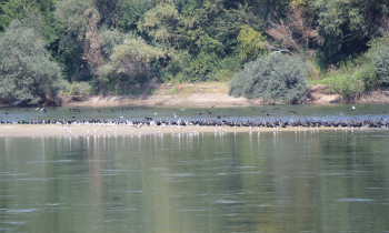 Persina Nature Park - Birds on a sandbank in the middle of the Danube River