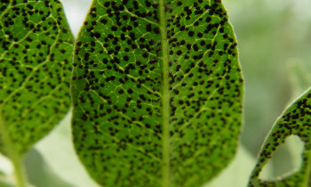 Persina Nature Park - Glycarrhiza glabra /Liquorice