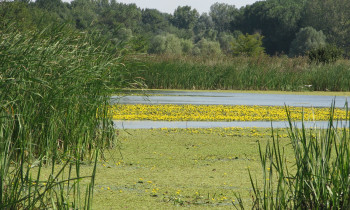 Persina Nature Park - Flooded meadow in Pischensko swamp