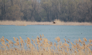 Persina Nature Park - Bird in flight over Pishchensko swamp