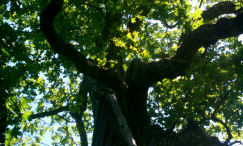 Geißler / Donauauwald Neuburg-Ingolstadt - English oak