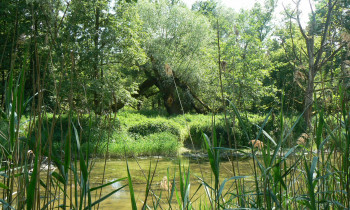 Geißler / Donauauwald Neuburg-Ingolstadt - Oxbow lake in Germany