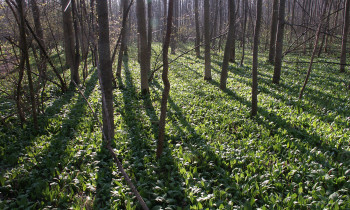 Kugler / Donauauwald Neuburg-Ingolstadt - Ground covered with wood garlic