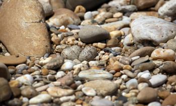 Kern/ Donau-Auen National Park - Hiden values: Little-ranged Plover nest on a gravel island