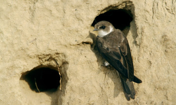 Zsolt Kalotás / Duna-Ipoly National Park - Sand Martin