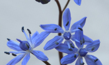 Zsolt Kalotás / Duna-Ipoly National Park - Scilla vindobonensis