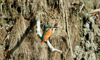 Hrvoje Domazetović / Kopački rit Nature Park - Kingfisher