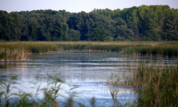 Jaroslav Pap / Vojvodinašume - Swamp Labudovnjaca