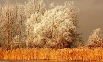 Jaroslav Pap / Vojvodinašume - Forest near the Bajski channel