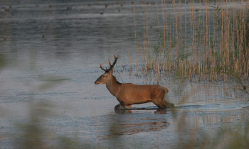 Jaroslav Pap / Vojvodinašume - Red Deer