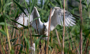 Lonjsko Polje Nature Park - Common spoonbill