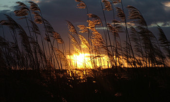 Attila Mórocz / Duna-Dráva National Park - Evening in Gemenc area