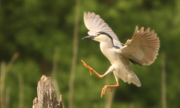 Attila Szabó / Duna-Dráva National Park - Night Heron